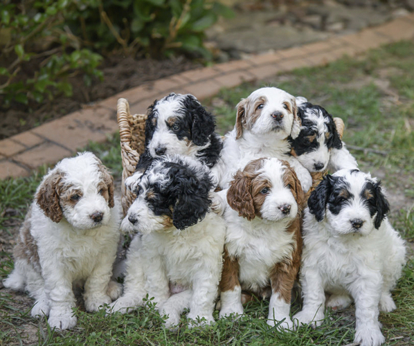 Medium Photo #1 Bernedoodle Puppy For Sale in STONEWALL, LA, USA