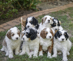 Small Bernedoodle