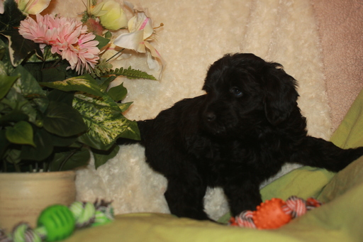 Medium Photo #1 Goldendoodle Puppy For Sale in RED BLUFF, CA, USA