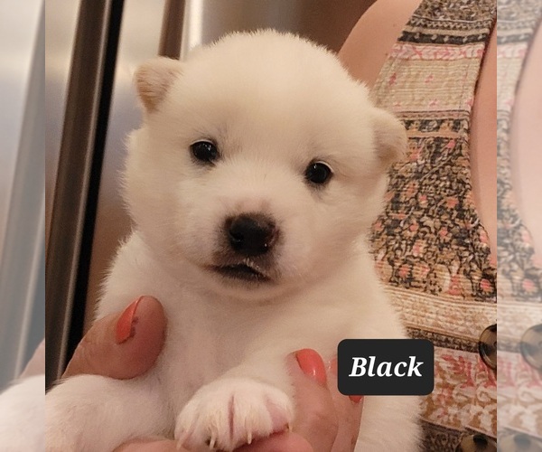 Full screen Photo #1 Imo-Inu Puppy For Sale in BERESFORD, SD, USA