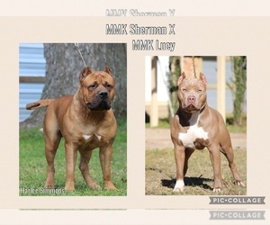 American Bully Litter for sale in VIDOR, TX, USA