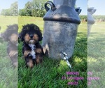 Small Photo #1 Cavapoo Puppy For Sale in SHIPSHEWANA, IN, USA