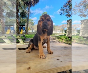 Bloodhound Litter for sale in NEW PORT RICHEY, FL, USA