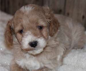 Goldendoodle (Miniature) Litter for sale in STANLEY, WI, USA