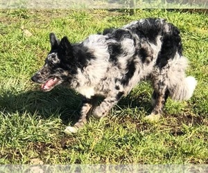 Border Collie Litter for sale in OAKLAND, OR, USA