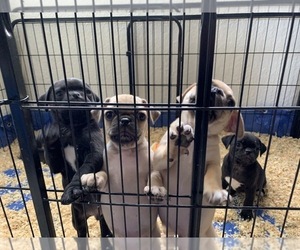 Frenchie Pug Litter for sale in SAN DIEGO, CA, USA