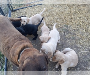 Golden Labrador Litter for sale in DUNDEE, NY, USA