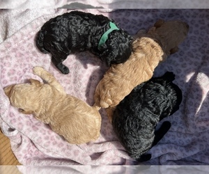 Poodle (Toy) Litter for sale in SAINT JOSEPH, MO, USA