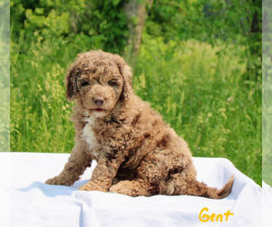Goldendoodle (Miniature) Litter for sale in ETNA GREEN, IN, USA