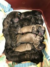 Mastiff Litter for sale in MANSFIELD, OH, USA