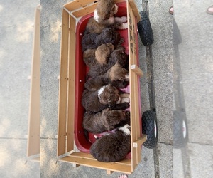F2 Aussiedoodle Litter for sale in FLEMINGSBURG, KY, USA