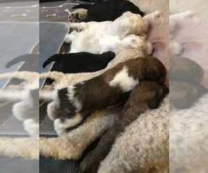 Double Doodle Litter for sale in CALDWELL, ID, USA