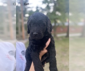 Labradoodle Litter for sale in FREMONT, IN, USA