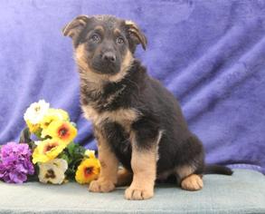 German Shepherd Dog Litter for sale in NEW HOLLAND, PA, USA