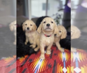 Golden Retriever Litter for sale in SOUTH HILL, WA, USA