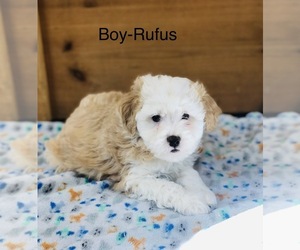 Aussiedoodle Miniature Litter for sale in HAMILTON, MI, USA
