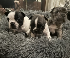 French Bulldog Litter for sale in LOS ANGELES, CA, USA