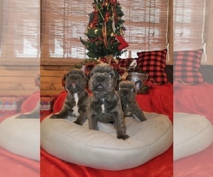 French Bulldog Litter for sale in EWING, IL, USA