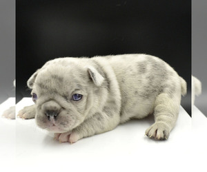 French Bulldog Litter for sale in PASCO, WA, USA