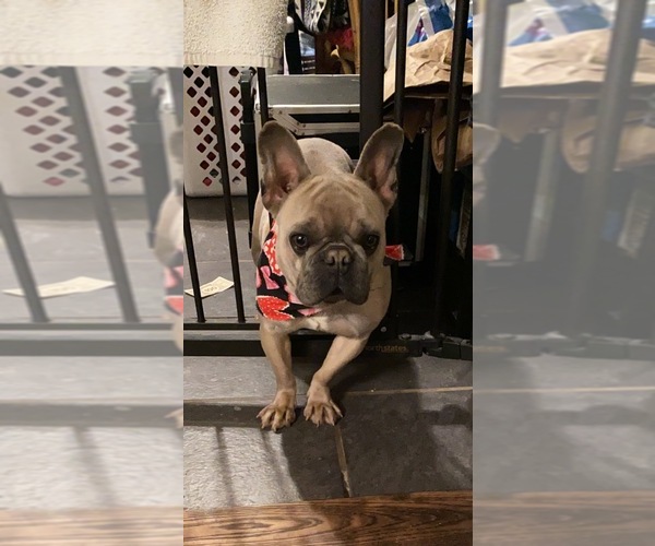Medium Photo #1 French Bulldog Puppy For Sale in SIDNEY CENTER, NY, USA