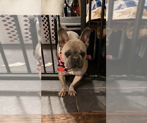 French Bulldog Litter for sale in SIDNEY CENTER, NY, USA
