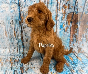 Labradoodle Litter for sale in SHELL KNOB, MO, USA
