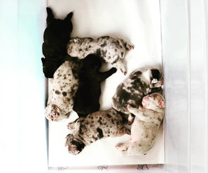French Bulldog Litter for sale in SAN MARCOS, CA, USA