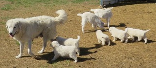 Medium Maremma Sheepdog