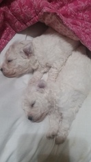 Bichon Frise Litter for sale in NORTH BRANCH, MN, USA
