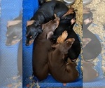 Small Photo #1 Doberman Pinscher Puppy For Sale in CANTONMENT, FL, USA