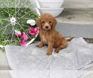 Goldendoodle (Miniature) Litter for sale in DUNDEE, OH, USA