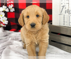 English Cream Golden Retriever-Poodle (Standard) Mix Litter for sale in KARLSTAD, MN, USA