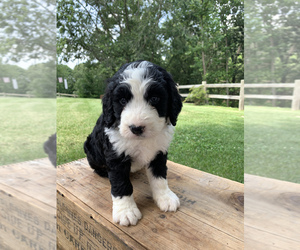 Bernedoodle Litter for sale in KNOB NOSTER, MO, USA