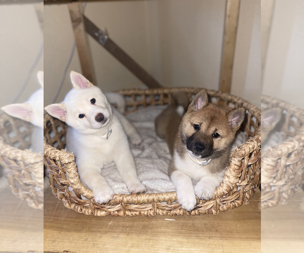 Medium Photo #1 Shiba Inu Puppy For Sale in TEMPLE, TX, USA