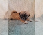 Small Shih Tzu