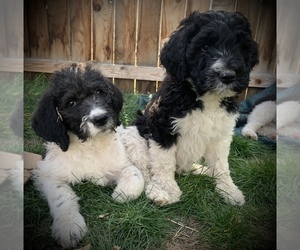 Saint Berdoodle Litter for sale in NACHES, WA, USA