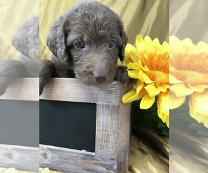 Labradoodle Litter for sale in PIERSON, FL, USA