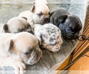 French Bulldog Litter for sale in ALBUQUERQUE, NM, USA