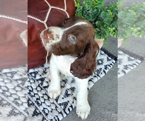 English Springer Spaniel Litter for sale in WOOSTER, OH, USA