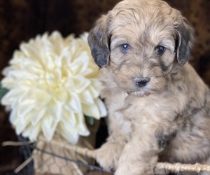 Bernedoodle-Poodle (Miniature) Mix Litter for sale in BOWLING GREEN, OH, USA