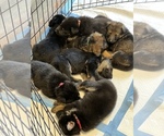 Small Photo #1 German Shepherd Dog Puppy For Sale in ACWORTH, GA, USA