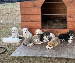 Great Pyrenees Litter for sale in CHAPPELL HILL, TX, USA