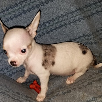 Medium Photo #1 Chihuahua Puppy For Sale in DUNCANVILLE, TX, USA