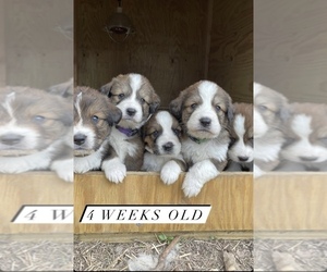 Great Bernese Litter for sale in NEWFIELDS, NH, USA