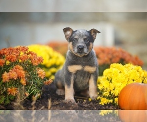 Australian Cattle Dog Litter for sale in PILOT, VA, USA