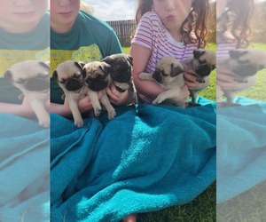 Pug Litter for sale in TEMPLE, TX, USA