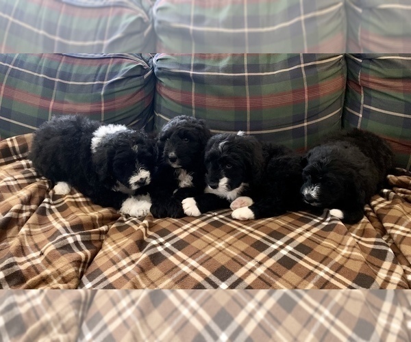Medium Photo #1 Bernedoodle Puppy For Sale in REBERSBURG, PA, USA