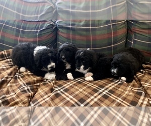 Bernedoodle Litter for sale in REBERSBURG, PA, USA