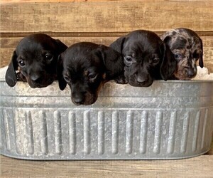 Dachshund Litter for sale in CONCORDIA, MO, USA