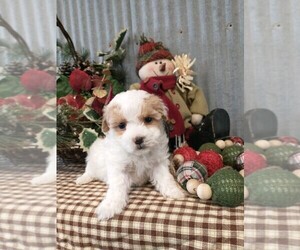 Maltipoo Litter for sale in NEW YORK MILLS, MN, USA